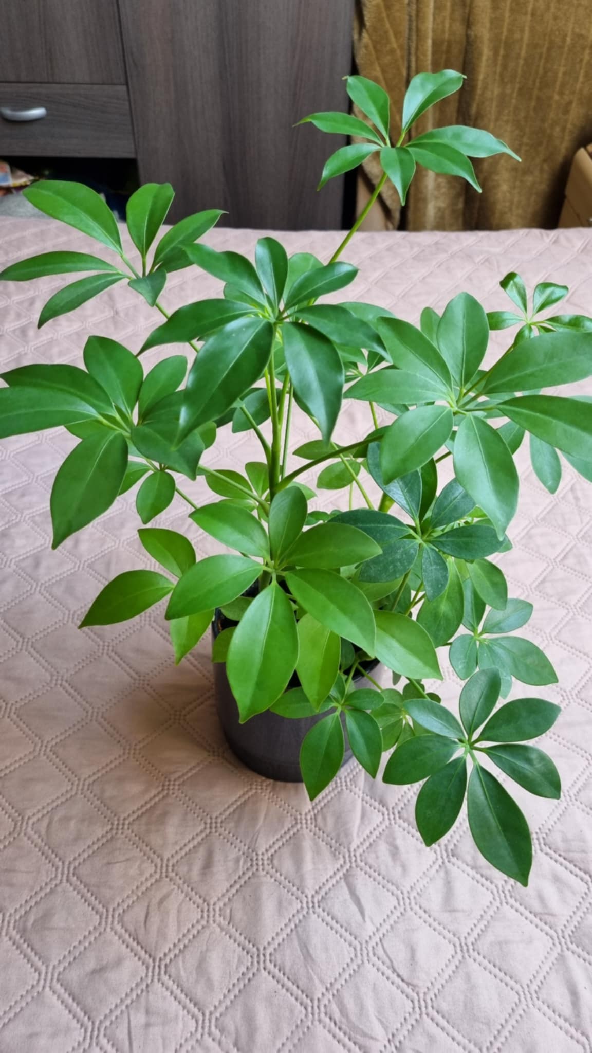 Dwarf Umbrella Tree